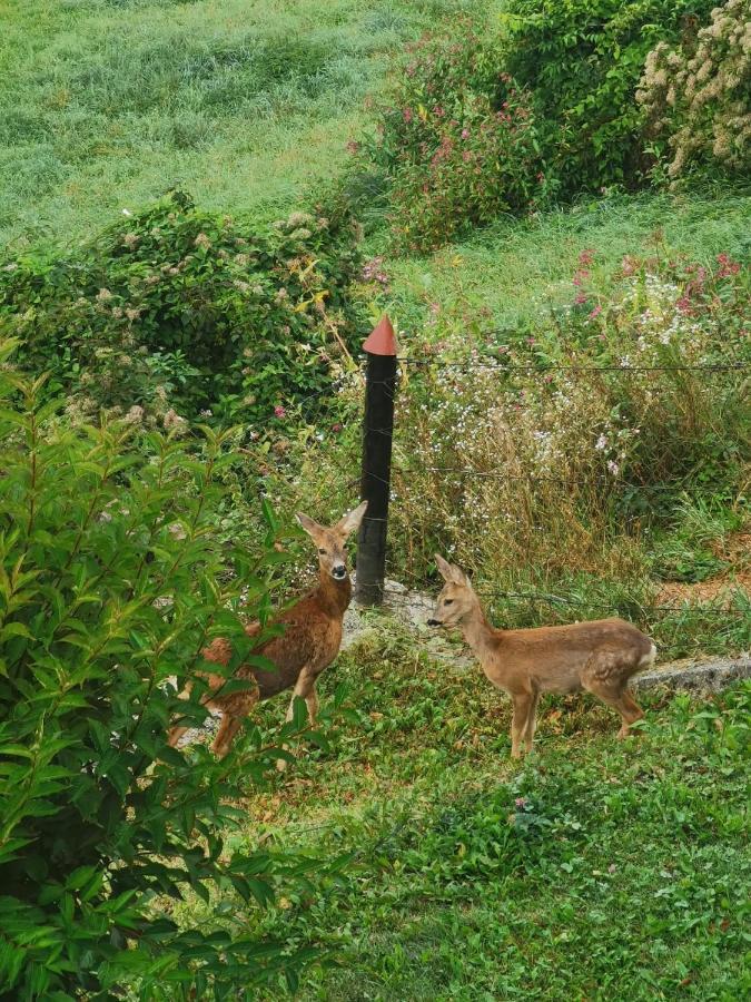 Ferienwohnung Im Nationalpark Gesaeuse Hieflau ภายนอก รูปภาพ